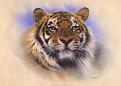 Click image for larger version

Name:	tiger.jpg
Views:	417
Size:	18.9 КБ
ID:	522569